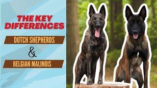 The key differences between Dutch Shepherds and Belgian Malinois