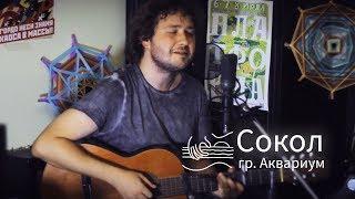 Аквариум — Сокол (кавер) | Live!