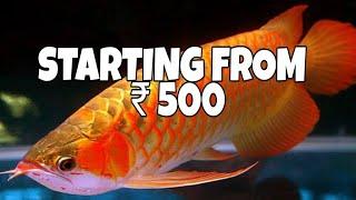 Arowana fish price in India | Prathmesh Aquatics