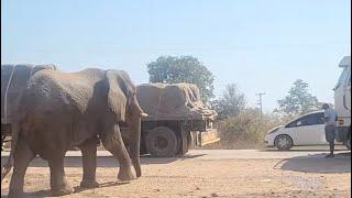 Chirundu Kune Nzou Dzinogara Mudzimba | MWENYI SAFARI