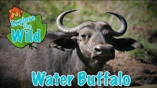 Water Buffalo on Explore the Wild