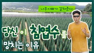 국내 최상급 A+블루애로우 밭 공개!! 나무아빠만의 비법은? #정원 #가드닝 #귀농