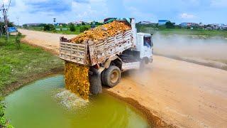 Start First new Project Landfill Flooded area !! Bulldozer Push Stone ,Truck 5Ton Delivery Stone