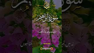 surate Ibrahim #daily #clips #qurantilawat #for #follow #sakoonqaalb #translation #of #tilawat