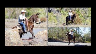 The Ultimate Gaited Mule - Bay Molly Mule For Sale - Trail/Hunting/Show