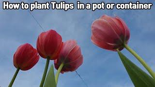 How to plant Tulips bulbs in a pot or container