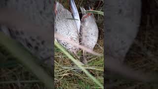 Охота на утку с собакой 2019