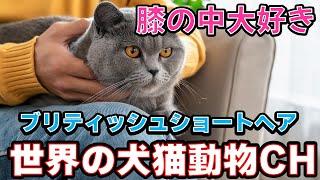 ブリティッシュショートヘアの秘密：その特長と愛される理由_#世界の犬猫動物CH