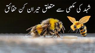 Hidden Secret of Honey Bee Explained | Honey Bee Mentioned In Quran | Alyas Islamic Studio