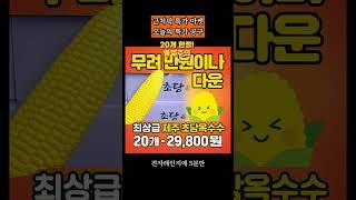 제주도 최상급 초당옥수수 특가판매