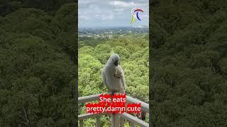 When A Cockatoo Eats So Pleasantly Cute!