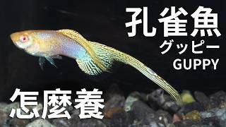 孔雀魚怎麼養？直接跟孔雀魚大師學習最完整的飼養、繁殖孔雀魚獨門秘技！