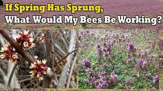 If Spring Has Sprung, What Would My Bees Be Working?