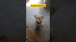 என்னடா நீ இப்படி எல்லாம் பன்ற #aj #dog #googledog #doglover #google #dogtraining