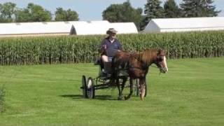 Dewey Driving Nutmeg   Medium