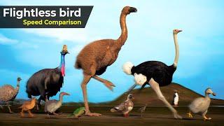 Flightless Birds Speed Comparison | Speed Comparison Birds | extinct Birds | Prehistorical birds