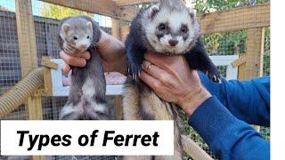 Discover Which Type of Ferret is Perfect for You!