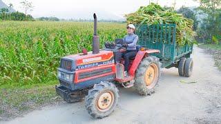 Corn Harvest Fills The Truck, Build Long Plastic Mesh Fence, Farm Life. Chuyen Bushcraft