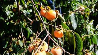 Persimmon Tasting | Seedlings, Prok, Celebrity, Rosseyanka & MORE