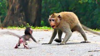 Not bad, Amazing mom training her baby monkey with awesome skill