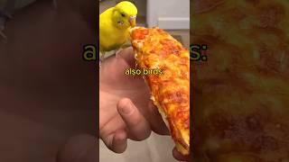 Birds be like