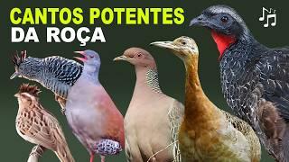 20 CANTOS DE AVES DA ROÇA POTENTES | Inhambu, codorna, perdiz, anu, pica-pau