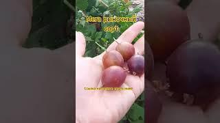 Супер рыночный сорт крыжовника