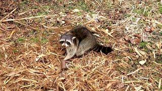 Simple How to Trap Raccoon with #lazypondfarm Fish & Hunt DP Coon Cuffs