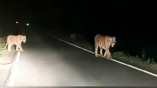 Tigers in sathyamangalam forest...