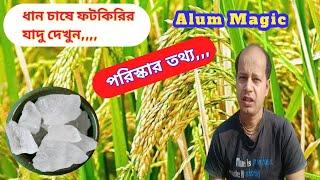 ধান চাষে ফটকিরির যাদু || Alum Magic In Paddy Cultivation