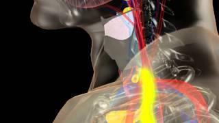 Anatomy of the Thyroid and Parathyroid Glands