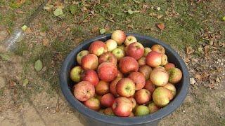 Can You Make Your Own Apple Cider? // Almabor (almaecet) készítés otthon