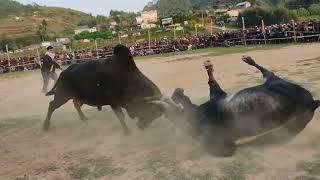 Byriong Mawngap vrs Risang   #bullfight #fight #bullfight