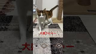 ご飯 #cat #にゃんず #猫のいる暮らし #にゃんた #ねこ #にゃーちゃん #猫のいる生活 #kitten #にゃんズ #保護猫