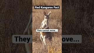 REWIND Red Kangaroo Fact #shorts