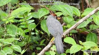 Chestnut-capped Laughingthrush @ Chiu Sein Chiong 6796