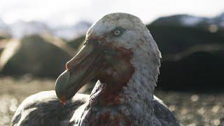 Giant Petrels: Heroes or Villains? | Seven Worlds, One Planet | BBC Earth