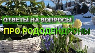 ВСЕ О РОДОДЕНДРОНАХ: ВОПРОСЫ И ОТВЕТЫ | Что не любит рододендрон | Почему не цветет рододендрон