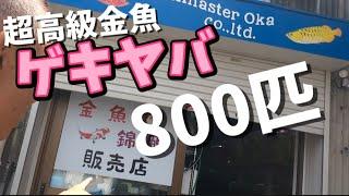 【中国金魚】巨大高級金魚大量入荷！らんちゅう、琉金、オランダ、【フィッシュマスターオカ】