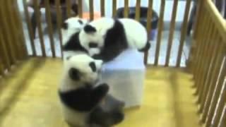 панды малыши. Funny animals, pandas