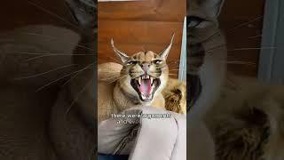 Caracal cat fights against owner for love#shorts #caracal #cat #animals #pets #lovestory