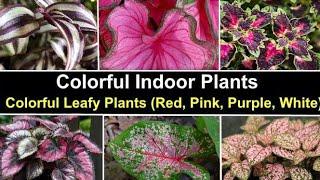 Colorful Indoor Houseplants