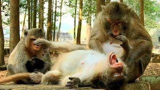 This Time All Monkey Need To Rest And Sleep Specials New Born Baby Monkey Ale Of Mom Monkey Angel