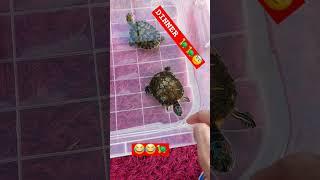 Akşam Yemeği  #turtles #kaplumbağalar