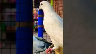 AL NOOR PETS for sale breeding pair 1050 pigeon