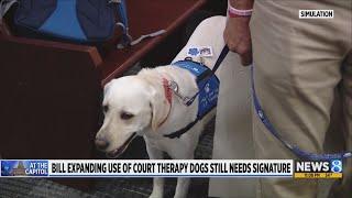 Bill to broaden use of therapy dogs in courtrooms heads to governor’s desk