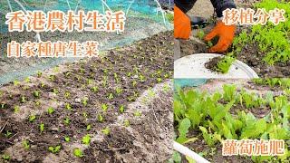 香港農村生活｜自家種唐生菜｜生菜苗移栽分享｜蘿蔔施肥｜￼期待農曆新年好豐收