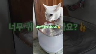 고양이 키우면 햄복해요 #고양이 #기안84 #장점 #귀여운고양이