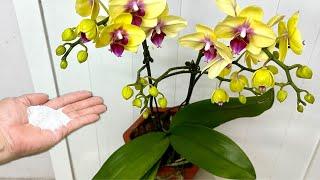 Just 1 Cup Make Orchids Instantly Bloom All Year Round This Easy Way