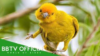 Birds Of Ecuador | Most Beautiful Birds in Ecuador You’ll Be Surprised! | BBTV Official